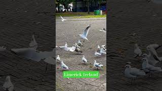 📌Ireland🇮🇪 travel europeantravel nature youtubeshorts viralvideo [upl. by Rivalee]