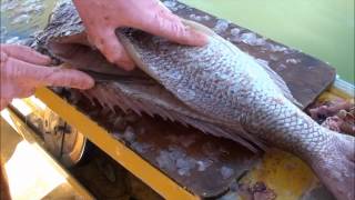 How to Gut Gill amp Fillet a KNOBBY SNAPPER  PORGY Pagrus auratus [upl. by Notsecnirp706]