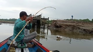 Mancing di depan pintu Empang jeboldisambar ikan ikan predator mancing [upl. by Alyosha252]