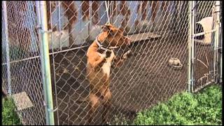 WNCN  Photojournalism  Jones County Puppy Mill [upl. by Zola]