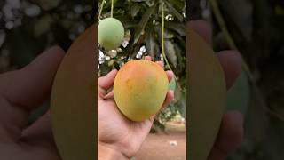 Gardening My mango tree is bearing fruit gardeningideas [upl. by Gardell]