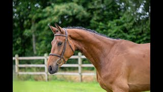 CORNETS CRUMBLE CORNETS QUAPRICE x LB CRUMBLE  2020 gelding [upl. by Llerot765]