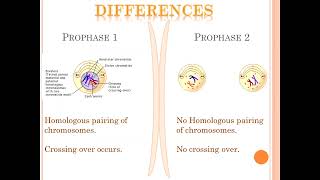 Meiosis stage 1 vs stage 2 [upl. by Oren912]