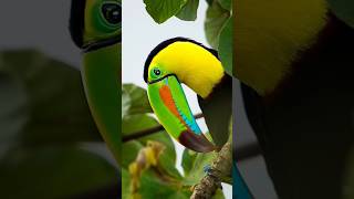 A brief introduction to the 😃Keelbilled toucan😘youtubeshorts horts animals [upl. by Ahsote]