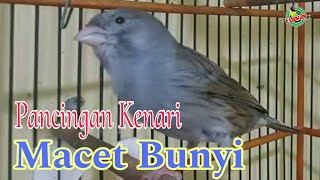 AMPUH SUARA BURUNG KENARI GACOR FULL ISIAN  MASTERAN DAN PANCINGAN KENARI MACET BUNYI [upl. by Coralyn390]