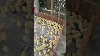 1st days chicks [upl. by Nyltac226]