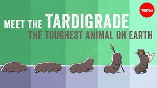 Meet the tardigrade the toughest animal on Earth  Thomas Boothby [upl. by Chassin]