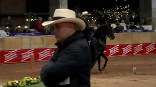 ARROJO DE SAN ISIDRO GRAN CAMPEON PASO FINO COLOMBIANO 47 EXPO ORIENTE GRADO A 2023 Asdesilla [upl. by Kela]