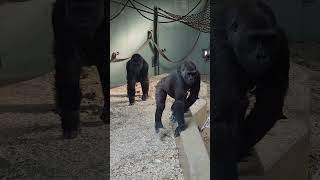 Western lowland Gorilla toronto zoo [upl. by Alta285]