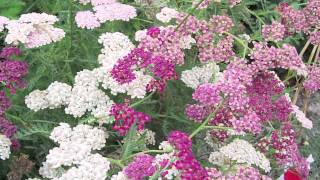 Gardening Tips  How to Grow Yarrow Achillea [upl. by Kallick191]