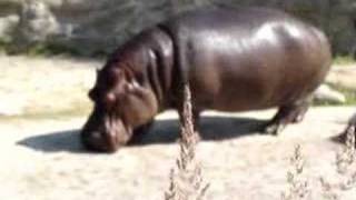 River Hippopotamus at Toronto Zoo [upl. by Lladnek]