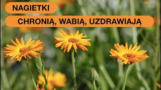 Nagietek  Permakulturowy Wielofunkcyjny Kwiat [upl. by Yelnek]