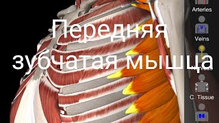 Передняя зубчатая мышца Serratus Anterior Анатомия [upl. by Weisberg121]