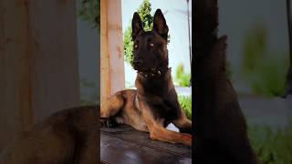 Belgian malinois face belgianmalinois malinoislovers realdogtraining reels shorts [upl. by Cagle88]