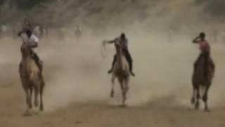 Festival hosts camel races in India [upl. by Majka]