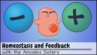 Homeostasis and NegativePositive Feedback [upl. by Dnalyr]