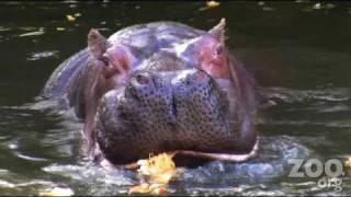 Hippos destroy Halloween pumpkins at Woodland Park Zoo [upl. by Idnod]