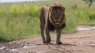 Orkirikoi Male Lion following the Lionesses  Masaimara  1 June 2024 [upl. by Adiana279]