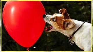 Cats and Dogs vs Balloons  Funny Compilation 2014  Hilarious Cats and Dogs [upl. by Aleicarg]