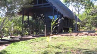 Leaping lemurs in Madagascar [upl. by Etan22]