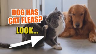 🐶🐱 ¿WHAT if my DOG has CAT FLEAS [upl. by Miett]