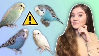 What You Need to Know Before Getting a Budgie THE TRUTH About Budgies as Pets [upl. by Sigmund]