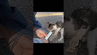 Rescuing kittens from flooded roads🙏🙏🙏❤️❤️❤️rescue rescueanimals fyp animals rescuecat kitten [upl. by Caneghem860]