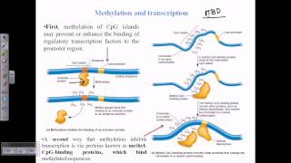 DNA methylation [upl. by Schaefer900]