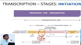 Transcription in Prokaryotes  Transcription live biochemistry [upl. by Abbi]