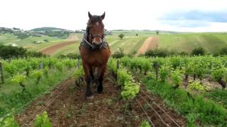 Horse plowing in Sancerre [upl. by Atsilac434]