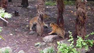 Fighting Tiger Cubs at Melbourne Zoo [upl. by Rudelson]