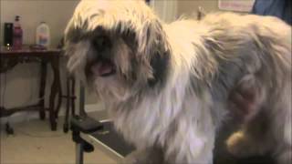 How to Groom a Matted Shih Tzu [upl. by Lathrop188]