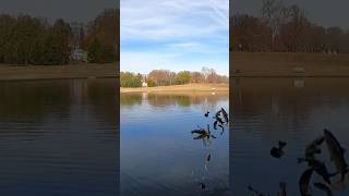 TROUT STOCKING DAY AT SHIELDS LAKE RICHMOND VIRGINIA STOCKED TROUT VIRGINIA URBAN WATERS PROGRAM [upl. by Donovan659]