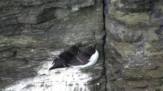 Razorbill Alca torda [upl. by O'Conner301]