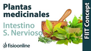 Todas las plantas medicinales para intestino delgado y sistema nervioso [upl. by Zelten]