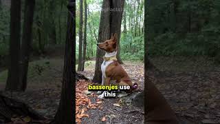 The Dog That Doesn’t Bark Meet the Unique Basenji dogfacts pets caninecuriosities doglovers [upl. by Finstad]