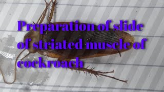 Preparation of slide of striated muscle of cockroach [upl. by Con]