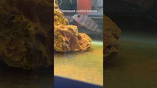 Demasoni Cichlids with Babies Mbuna Breeding [upl. by Oloap]