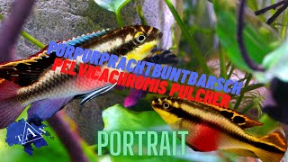 Purpurprachtbuntbarsch I Pelvicachromis pulcher I TAX [upl. by Marco]