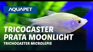 TRICOGASTER PRATA MOONLIGHT TRICHOGASTER MICROLEPIS [upl. by Haldas]