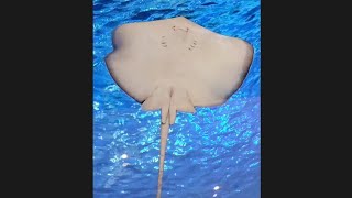 Amazing Stingrays and Shark at Dubai AquariumStingrayShark [upl. by Scibert]