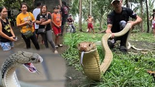 JUMBO KING COBRA UMAATAKI SA KABUKIRAN [upl. by Aillimac]