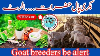 Goat breeders be alert  PPR  or us ka elaj  ihsangoatfarm [upl. by Feldt]