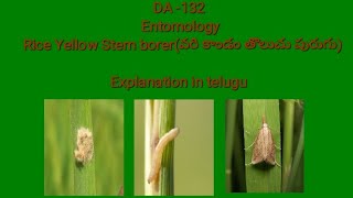 DA132 EntomologyPest of paddy  Rice stem borer explanation in telugu [upl. by Petuu]