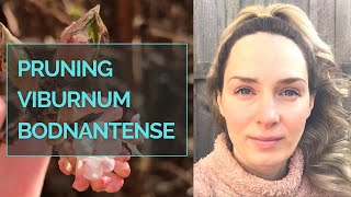 HOW TO PRUNE VIBURNUM BODNANTENSE DAWN I Pruning Viburnum bodnantense Dawn [upl. by Eilatam850]