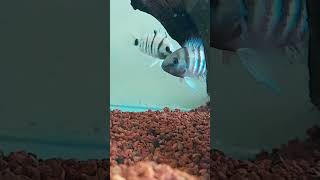 Desove de Cryptoheros cutteri aquariumhobby acuarofilia fish nature fishtank cichlids [upl. by Ahsekam]