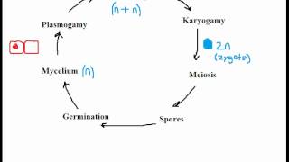 Biology Fungi Reproduction [upl. by Nonregla]