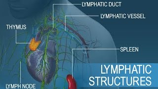 Anatomy and Physiology of Lymphatic System [upl. by Rosenwald]