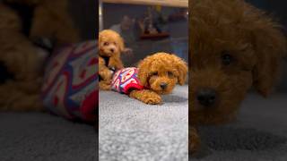 Smart amp Crayz Poodles poodle poodlepuppies pomeranianworld pomeranianworld pomeranian [upl. by Edualcnaej]