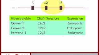 Haemoglobin synthesis pt 3  6 [upl. by Annaej589]